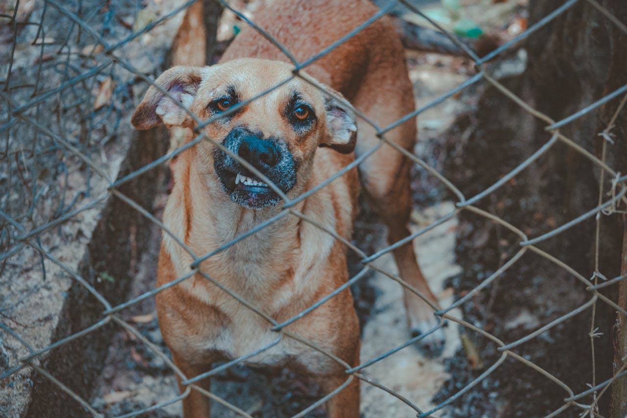 angry dog behind chain link fence
